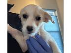 Adopt Aspen a Tan/Yellow/Fawn Terrier (Unknown Type, Small) / Dachshund / Mixed