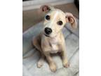 Adopt Peaches a Tan/Yellow/Fawn Labrador Retriever / Terrier (Unknown Type