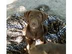 Adopt Max a Brown/Chocolate Golden Retriever / English Setter / Mixed dog in