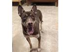 Adopt King a Husky / Mixed dog in Neillsville, WI (41302254)