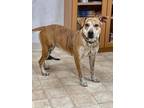 Adopt Tigress a Mixed Breed (Medium) / Mixed dog in Neillsville, WI (40880477)