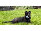 Adopt NEAPOLITAN a Shepherd (Unknown Type) / Collie / Mixed dog in Lebanon