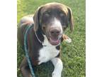 Adopt Stitch a Brown/Chocolate Pointer / Mixed dog in Jefferson, NJ (41267254)