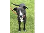 Adopt Lenny a Black - with White Whippet / Labrador Retriever / Mixed dog in