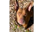Adopt Sweet Baby Rae a Brown/Chocolate Mixed Breed (Small) / Mixed Breed