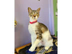 Adopt Twinkie a Brown Tabby Domestic Shorthair / Mixed Breed (Medium) / Mixed