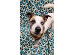 Adopt Mason a White Australian Cattle Dog / Mixed Breed (Medium) / Mixed (short