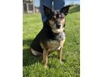 Adopt Rex a Black Australian Cattle Dog / Australian Shepherd / Mixed (short