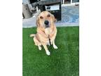 Adopt Summer a Tan/Yellow/Fawn Golden Retriever / Mixed dog in Cave Creek