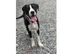 Adopt Dawn a Black - with White Labrador Retriever / Boxer / Mixed dog in