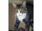 Adopt Eli a All Black Domestic Shorthair / Mixed Breed (Medium) / Mixed (short
