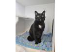 Adopt Max a All Black Domestic Shorthair / Mixed Breed (Medium) / Mixed (short