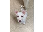 Adopt Blossom a White Dachshund / Terrier (Unknown Type, Small) / Mixed dog in