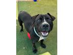 Adopt Noah a Terrier (Unknown Type, Small) / Hound (Unknown Type) / Mixed dog in