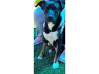 Adopt Zelda a Rat Terrier / Mixed dog in Murphysboro, IL (40482094)