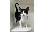 Adopt Marco a All Black Domestic Shorthair / Mixed Breed (Medium) / Mixed (short
