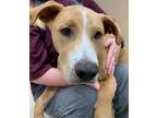 Adopt Doc a Tan/Yellow/Fawn Labrador Retriever / Mixed Breed (Medium) / Mixed