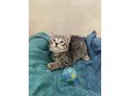 Adopt Serrano a Brown Tabby Domestic Shorthair / Mixed Breed (Medium) / Mixed