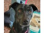 Adopt Juniper a Black Labrador Retriever / Mixed Breed (Medium) / Mixed (short
