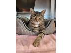 Adopt Missy a Brown Tabby Domestic Shorthair / Mixed Breed (Medium) / Mixed