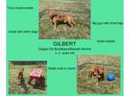 Adopt Gilbert a Red/Golden/Orange/Chestnut Dogue de Bordeaux / Basset Hound /