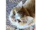 Adopt Pilgrim a Orange or Red Tabby Maine Coon (long coat) cat in Franklin