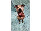 Adopt Bumblebee a Brindle American Pit Bull Terrier / Mixed Breed (Medium) /
