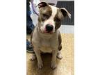 Adopt Wendy a Brindle - with White American Pit Bull Terrier / Mixed Breed