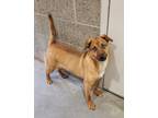 Adopt Ralphie a Tan/Yellow/Fawn Shepherd (Unknown Type) / Mixed Breed (Medium) /