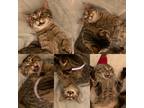 Adopt Bell Pepper a Brown Tabby Domestic Shorthair (short coat) cat in