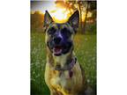 Adopt Baby a Tricolor (Tan/Brown & Black & White) Belgian Malinois / Australian