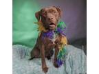 Adopt Bella a Pit Bull Terrier dog in Mooresville, NC (40051556)