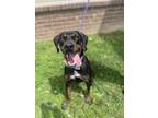 Adopt Victor- Bronco a Black Black and Tan Coonhound / Catahoula Leopard Dog dog