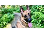 Adopt Kobe (local), yo a Tan/Yellow/Fawn German Shepherd Dog / Mixed dog in