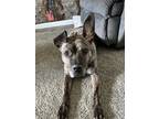 Adopt Oaklee a Brindle American Pit Bull Terrier dog in Springdale