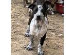 Adopt DAISY a Black - with White Australian Cattle Dog / Mixed dog in Lower