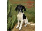 Adopt Jackson a Black - with White German Shorthaired Pointer / Mixed dog in