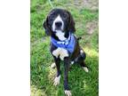 Adopt THEO a Black English Pointer / Mixed dog in Murfreesboro, TN (41296285)