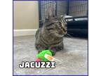 Adopt Jacuzzi a Brown Tabby Domestic Shorthair (short coat) cat in Glenwood