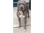 Adopt Putti a Merle American Pit Bull Terrier / Mixed Breed (Medium) / Mixed