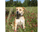 Adopt Mr. Pibb* a Tan/Yellow/Fawn Golden Retriever / Mixed Breed (Medium) /
