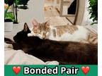 Adopt Junie B a Brown Tabby Domestic Shorthair / Mixed Breed (Medium) / Mixed