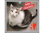 Adopt Baby Charlotte a White (Mostly) Domestic Shorthair (short coat) cat in