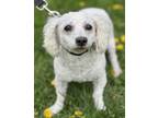 Adopt Moon a White Bichon Frise / Mixed (short coat) dog in Malvern