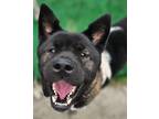 Adopt Dimitri a Akita / Mixed dog in Warren, MI (41305142)