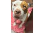 Adopt Lizzy a Boxer / Mixed Breed (Medium) / Mixed dog in Mt.