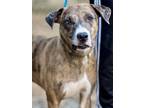 Adopt Squirrel a Catahoula Leopard Dog / Plott Hound / Mixed dog in Jackson