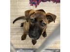 Adopt Chancy a Belgian Malinois / Black Mouth Cur / Mixed dog in Brownwood