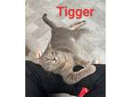 Adopt Tigger a Domestic Shorthair / Mixed (short coat) cat in Rome