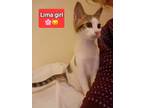 Adopt Lima a Spotted Tabby/Leopard Spotted Egyptian Mau / Mixed cat in